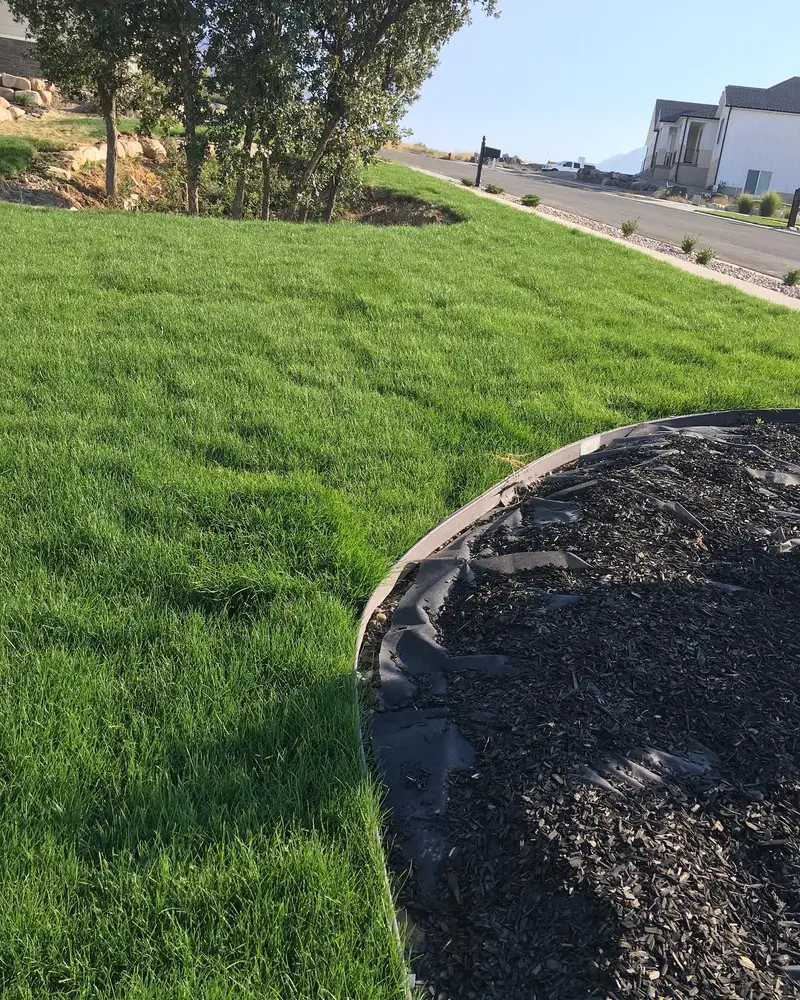 Healthy lawn edge meeting a landscaped mulch bed