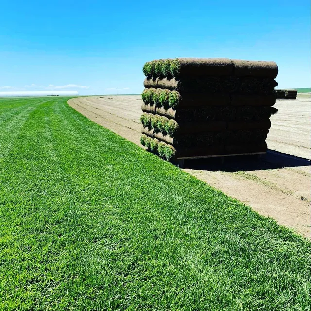 Pallet of Kentucky bluegrass sod on the turf farm field