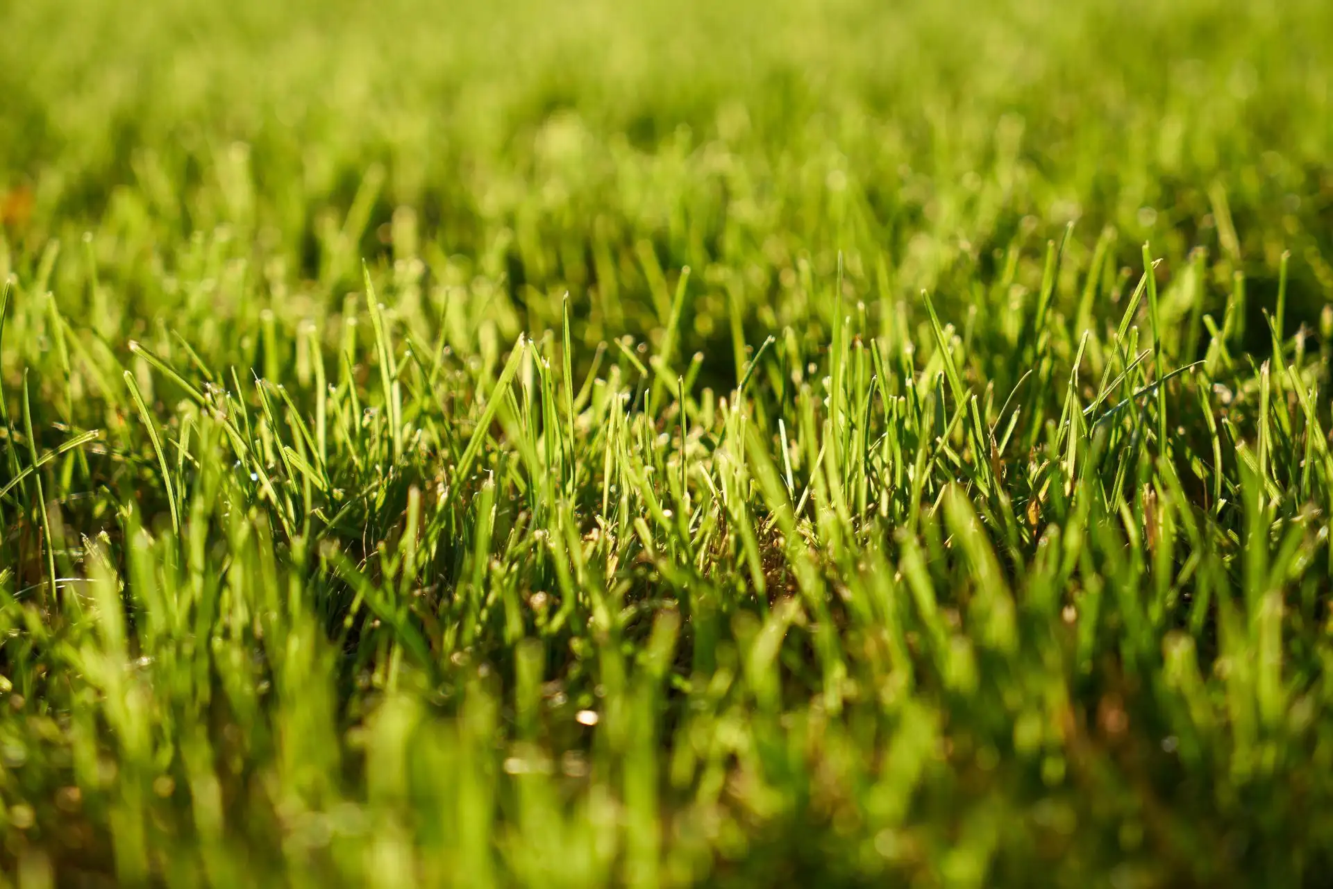 Close-up of healthy green grass blades backlit by warm sunlight